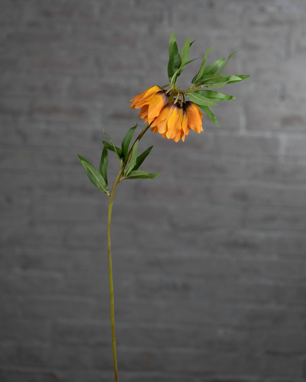 Fritillaria Stem Orange