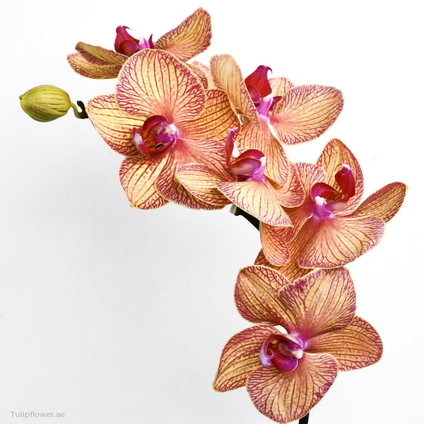 Phalaenopsis - Tulip Flowers Tr LLC.