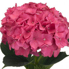 HYDRANGEA RODEO DARK PINK - Tulip Flowers Tr LLC.