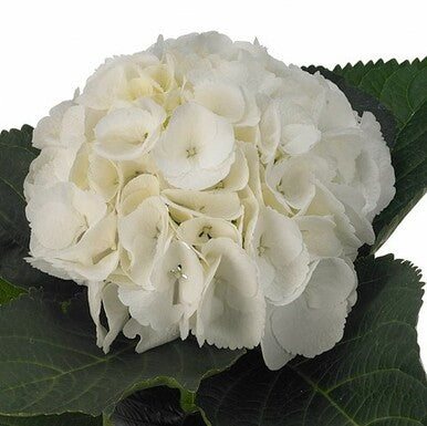 HYDRANGEA SCHNEEBALL  OFF WHITE - Tulip Flowers Tr LLC.