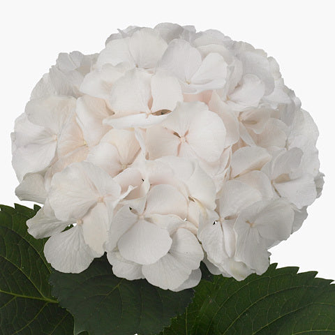 HYDRANGEA SWEET VERENA BLUSH WHITE - Tulip Flowers Tr LLC.