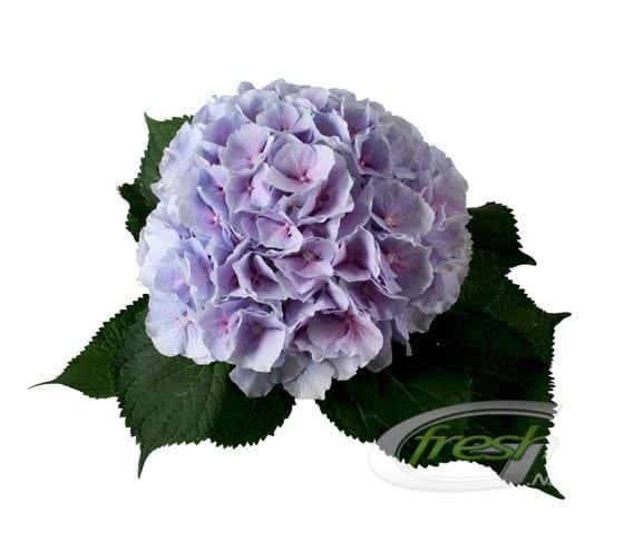 HYDRANGEA VERENA MILKA PURPLE - Tulip Flowers Tr LLC.