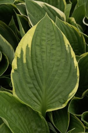 HOSTA AUREOMARGINA - Tulip Flowers Tr LLC.