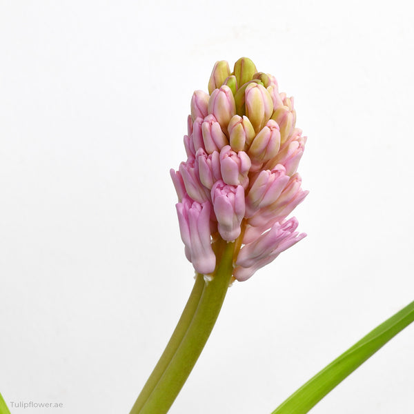 Hyacinth - Tulip Flowers Tr LLC.