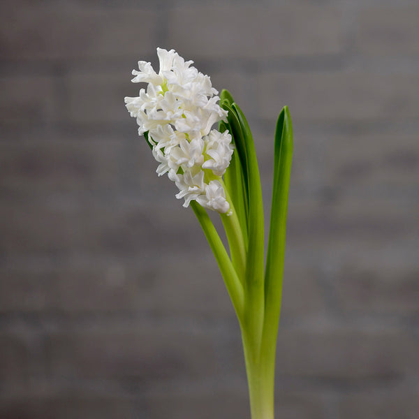 Hyacinth "White" - Tulip Flowers Tr LLC.