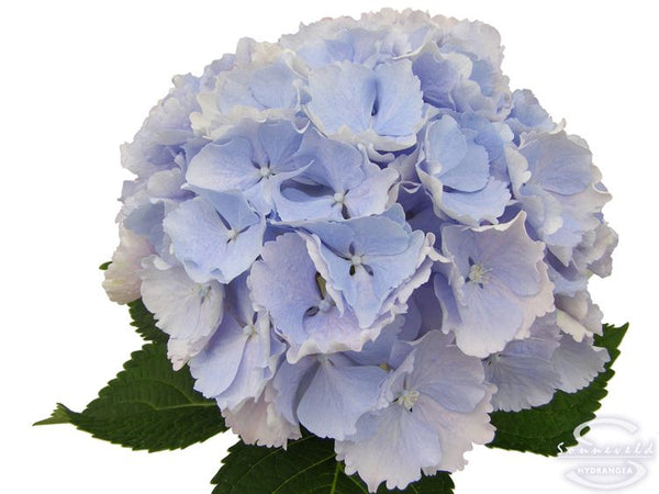 Hydrangea Verena Sky Blue - Tulip Flowers Tr LLC.