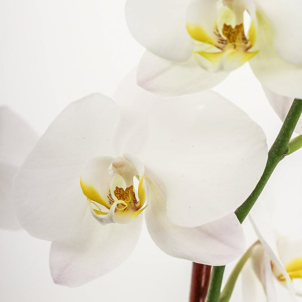 Phalaenopsis White - Tulip Flowers Tr LLC.