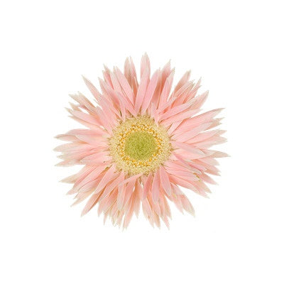 GERBERA MINI SPIDER LADY CRACKER - Tulip Flowers Tr LLC.