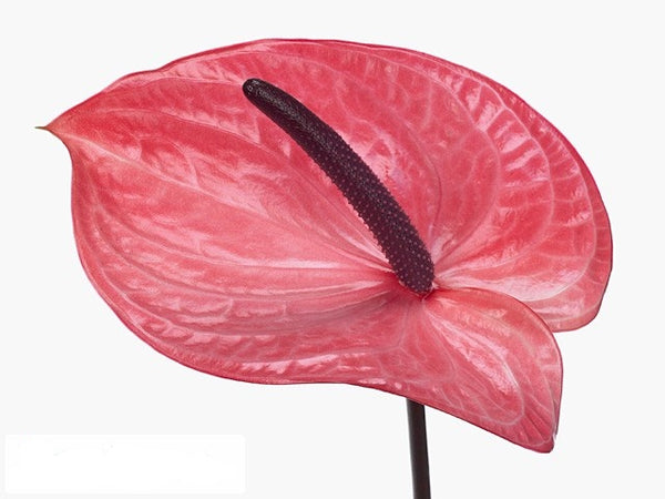 ANTHURIUM CANDY - Tulip Flowers Tr LLC.