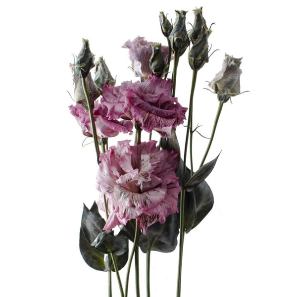 LISIANTHUS DVED ALISSA BLACK ROSE - Tulip Flowers Tr LLC.