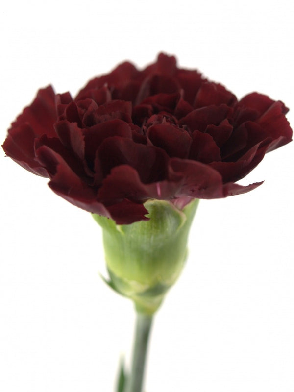 CARNATION SINGLE TOLDO MAROON - Tulip Flowers Tr LLC.