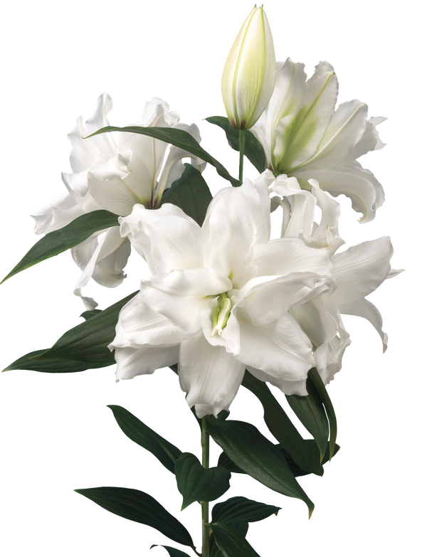 LILIES DOUBLE DEJIMA WHITE - Tulip Flowers Tr LLC.