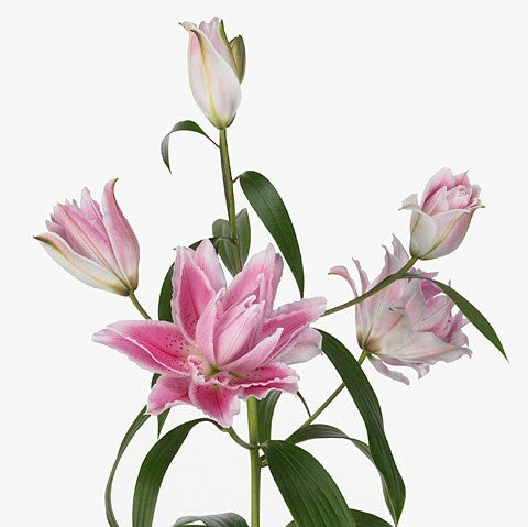 LILIES DOUBLE ROSELILY ISABELLA - Tulip Flowers Tr LLC.