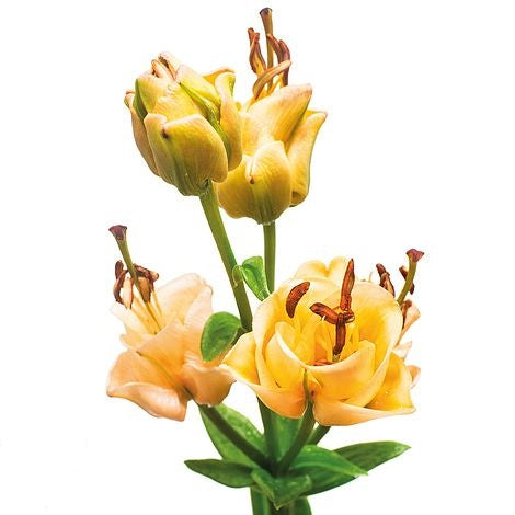 LILIES LA APRICOT FUDGE ORANGE - Tulip Flowers Tr LLC.