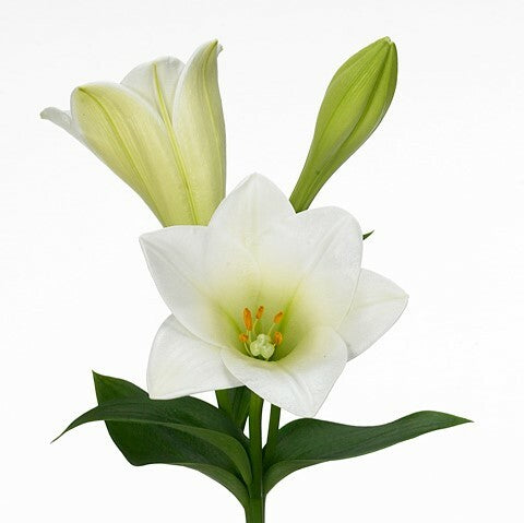 LILIES LONGIFLORUM WATCH UP WHITE - Tulip Flowers Tr LLC.