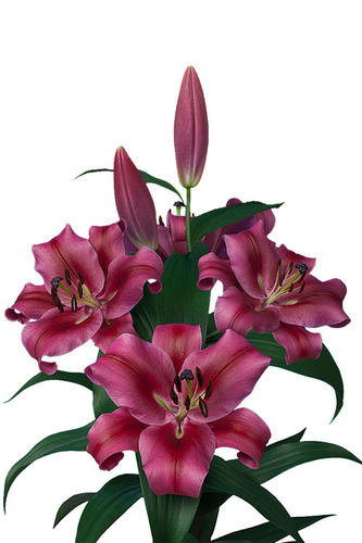 LILIES OT CARBONERO PINK - Tulip Flowers Tr LLC.