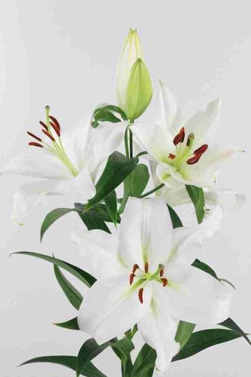 LILIES ZAMBESI "White" - Tulip Flowers Tr LLC.