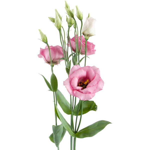 LISIANTHUS DOUBLE ROSITA PINK - Tulip Flowers Tr LLC.