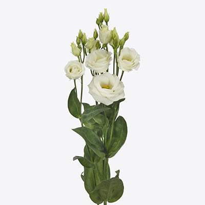 LISIANTHUS DOUBLE ROSITA WHITE - Tulip Flowers Tr LLC.