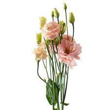 LISIANTHUS DOUBLE SABRINA ORANGE - Tulip Flowers Tr LLC.