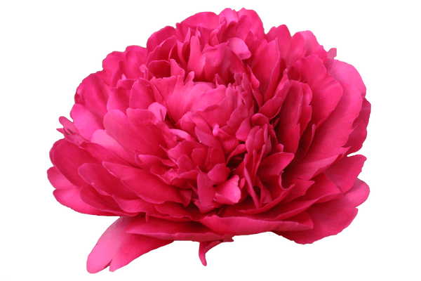 PEONY PAUL M WILD - Tulip Flowers Tr LLC.