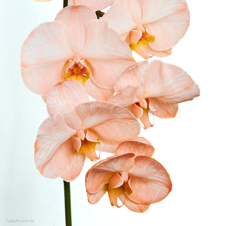 Las Flores De Acero - Tulip Flowers Tr LLC.