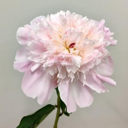 PEONY ALERTIE - Tulip Flowers Tr LLC.