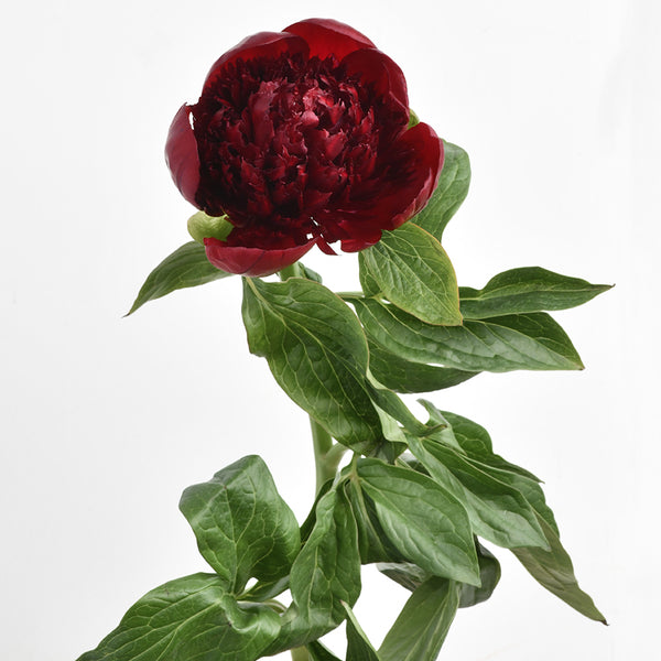 Peony Red Charm - Tulip Flowers Tr LLC.