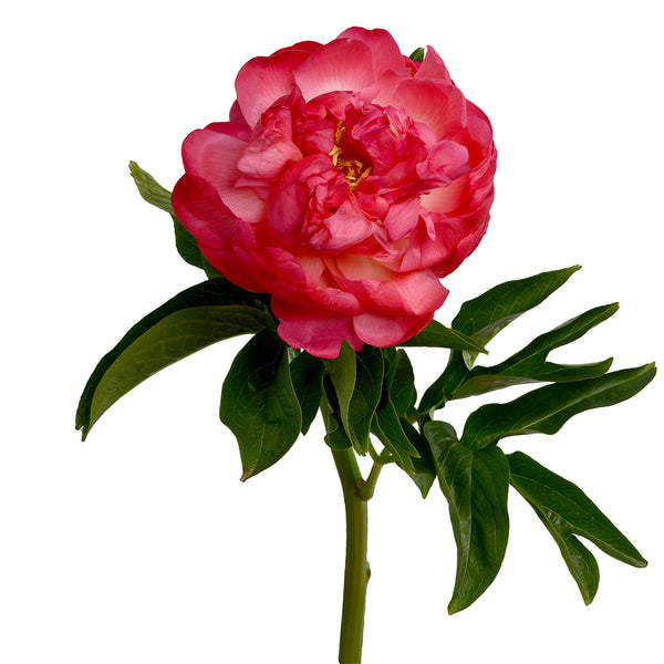 Peony Salmon - Tulip Flowers Tr LLC.