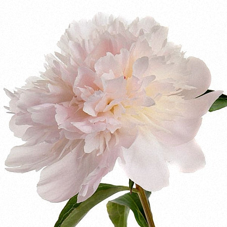 PEONY ALERTIE - Tulip Flowers Tr LLC.