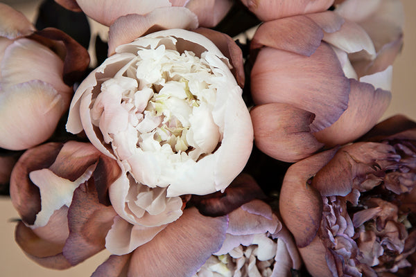 PEONY DYED BROWNIES - Tulip Flowers Tr LLC.