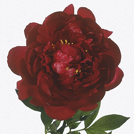 PEONY BUCKEYE BELL - Tulip Flowers Tr LLC.