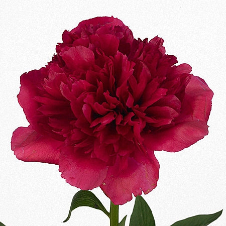PEONY COMMAND PERFORMANCE - Tulip Flowers Tr LLC.