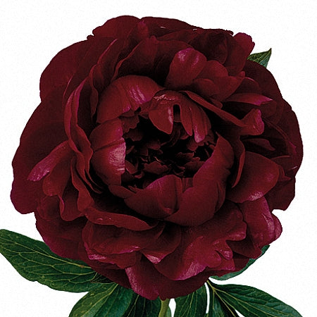 PEONY HENRY BOCKSTOCE - Tulip Flowers Tr LLC.