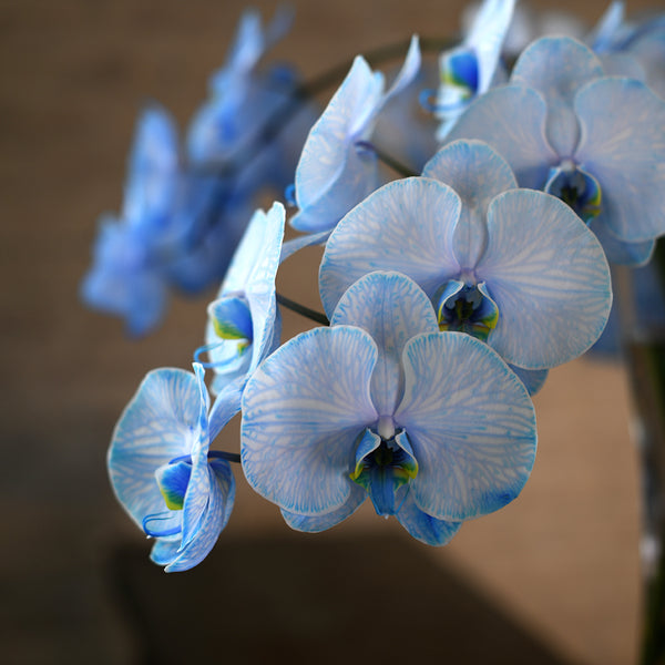 Phalaenopsis Blue - Tulip Flowers Tr LLC.