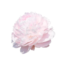 PEONY PILLOW TALK - Tulip Flowers Tr LLC.