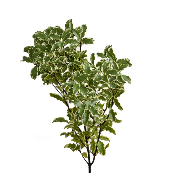 Pittosporum Nigra - Tulip Flowers Tr LLC.