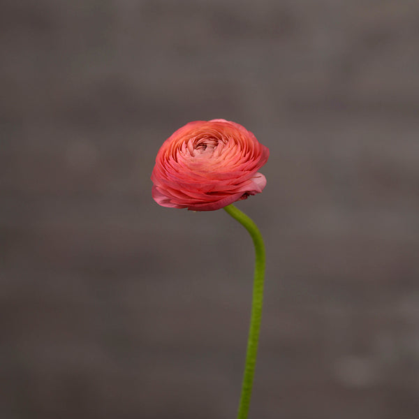 Ranunculus Peach - Tulip Flowers Tr LLC.