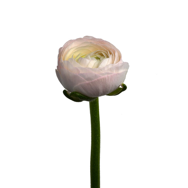 Ranunculus - Tulip Flowers Tr LLC.