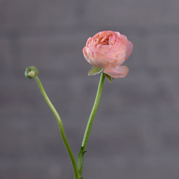 Ranunculus Pink - Tulip Flowers Tr LLC.