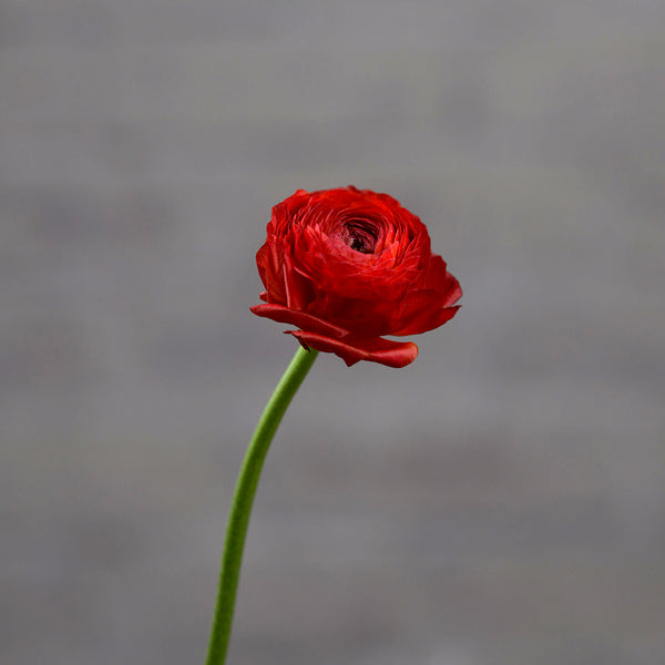 Ranunculus Red - Tulip Flowers Tr LLC.