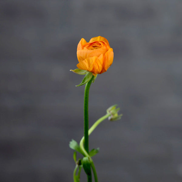 Ranunculus Yellow - Tulip Flowers Tr LLC.