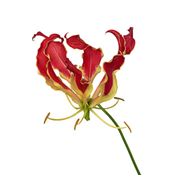 GLORIOSA RED LONG - Tulip Flowers Tr LLC.