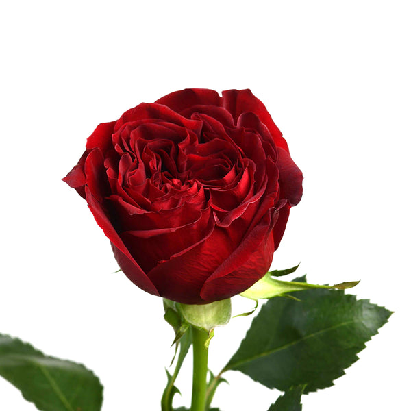 Red Garden Rose - Tulip Flowers Tr LLC.