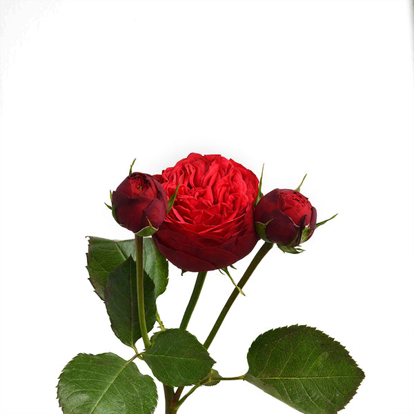 Red Piano Rose - Tulip Flowers Tr LLC.