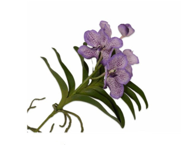 فاندا ث / ورقة PRP LT 42 سم