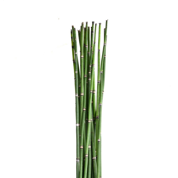 Snake Grass - Tulip Flowers Tr LLC.