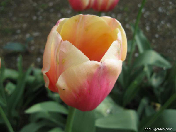 TULIP MARIT - Tulip Flowers Tr LLC.