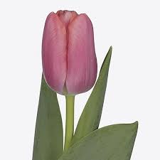 TULIP TRESOR - Tulip Flowers Tr LLC.