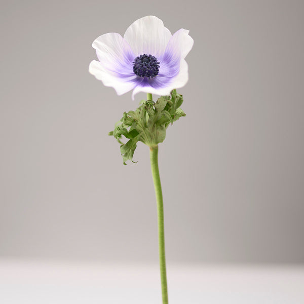 Anemones Coronaria - Tulip Flowers Tr LLC.